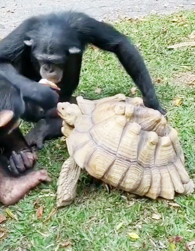 Chimpanzee Aur Kanchue Ka Pyar