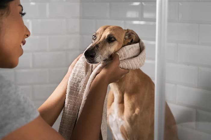 6 Must-Known Grooming Tips to Keep Your Dogs Healthy in Cold, Wet Months