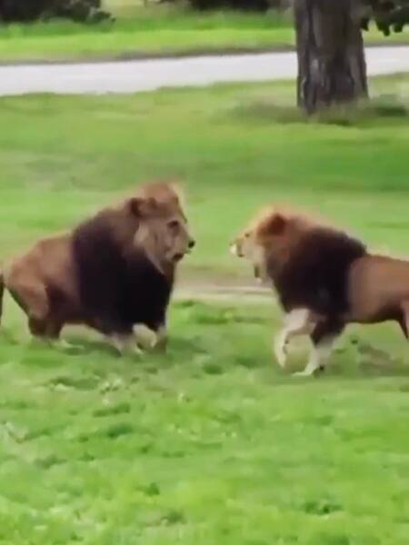 आमने-सामने आते ही शुरू हो गई दो शेरों की भिड़ंत, जंगल में मच गया हाहाकार ।  Pics