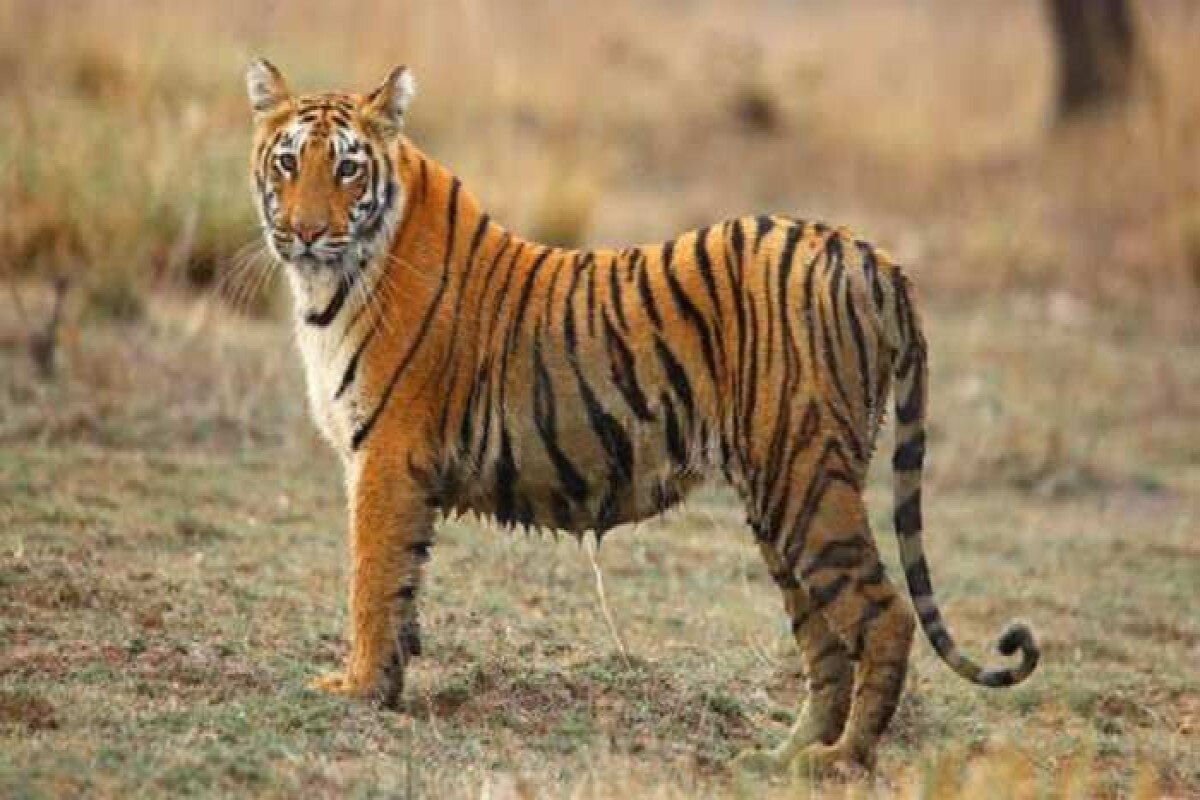 Wild Animal: नरभक्षी घोषित की गई बाघिन को वन विभाग ने पकड़ा, बीते दिनों  शख्स को घसीट कर ले गई थी
