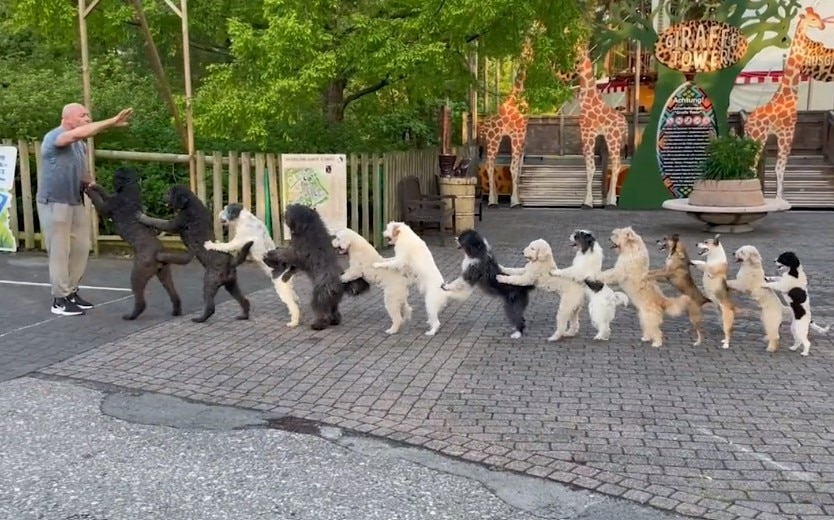 Viral Video: 14 Dogs Come Together For Longest Conga Line To Set ...