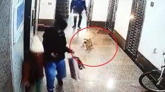 On Camera: Dog Attacks Child In Lift Lobby In Gurugram’s Uniworld Garden City-2, Pet Escort Booked