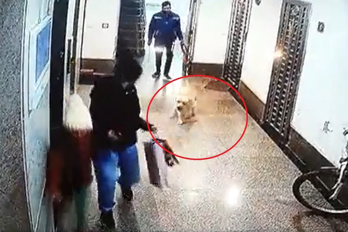 Pet dog attacks woman, infant in Gurugram society, owner booked