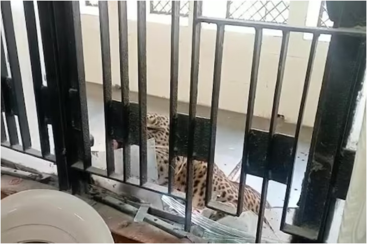 Leopard Enters Ghaziabad District Court Premises in Uttar Pradesh, Several People Injured - Vimarsana News