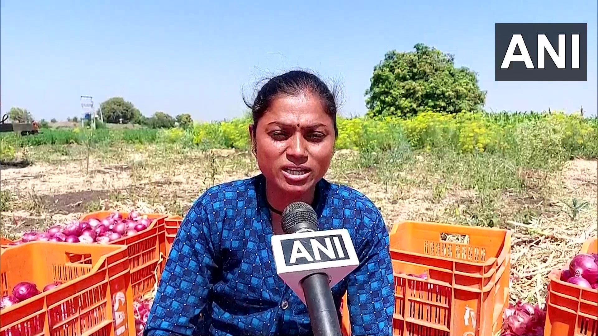 पाकिस्तान में 250 रुपये किलो प्याज, भारत में इतना सस्ता कि किसान कर रहे ...