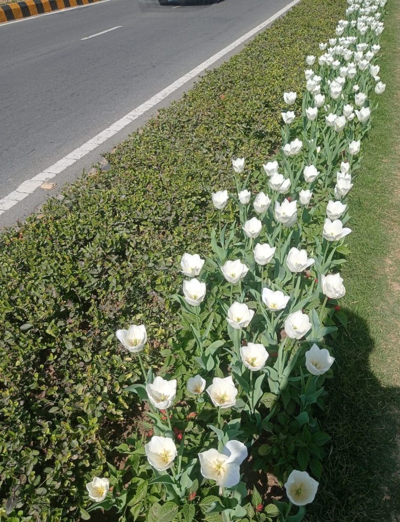 Tulip Festival Commences In Delhi