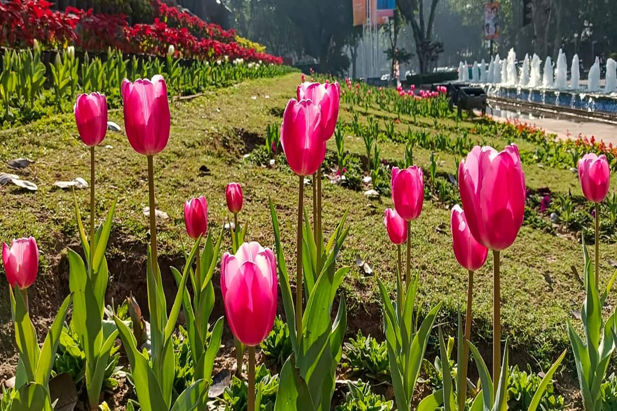 Tulip Festival Commences In Delhi