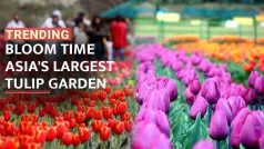 Tulips overtake Srinagar, becomes home to Asia’s largest Tulip garden – Watch Video