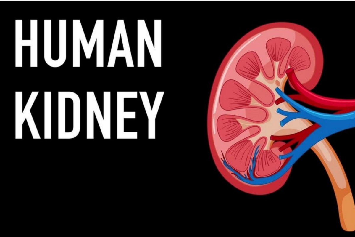 Kidney Diseases: Why You Must Get a Routine Kidney Checkup? 4 Warning SIGNS