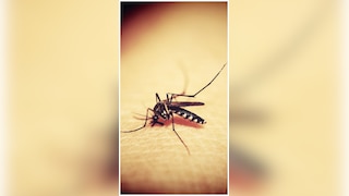 5 Non-Toxic Ways To Get Rid Of Mosquitoes