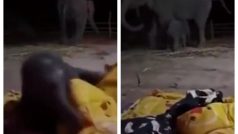 Cuteness Alert: Baby Elephant Gets Scared By Blanket And Runs To Mom, Watch