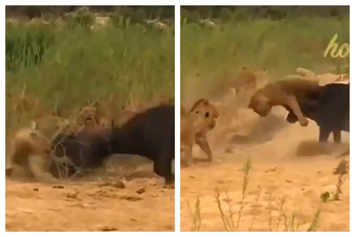 Lions Attack Buffalo And It Shows Who's The Boss | Watch Viral Video