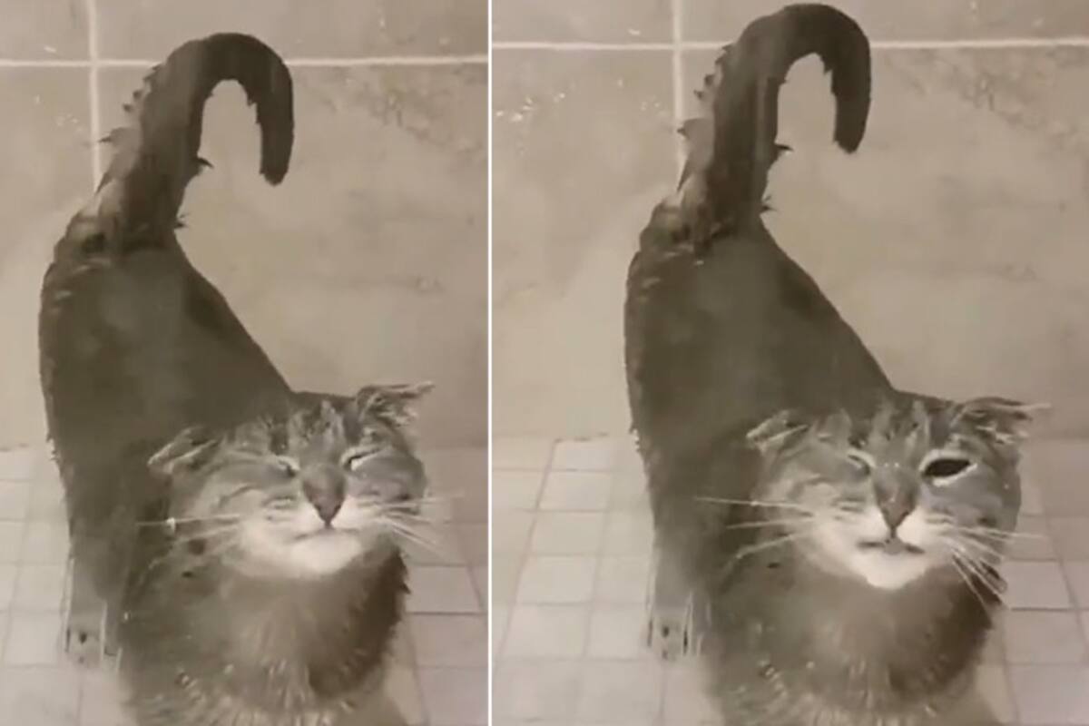 https://static.india.com/wp-content/uploads/2023/03/QT-cat-taking-shower.jpeg?impolicy=Medium_Resize&w=1200&h=800