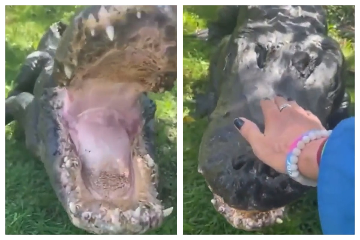 Angry Croc Woman Pats Angry Crocodile On Head, It Calms Down, Internet Not Amused ...