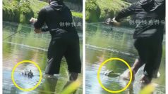 Man Is Fishing In Knee Deep Water And Then Crocodile’s Head Touches His Leg: Watch