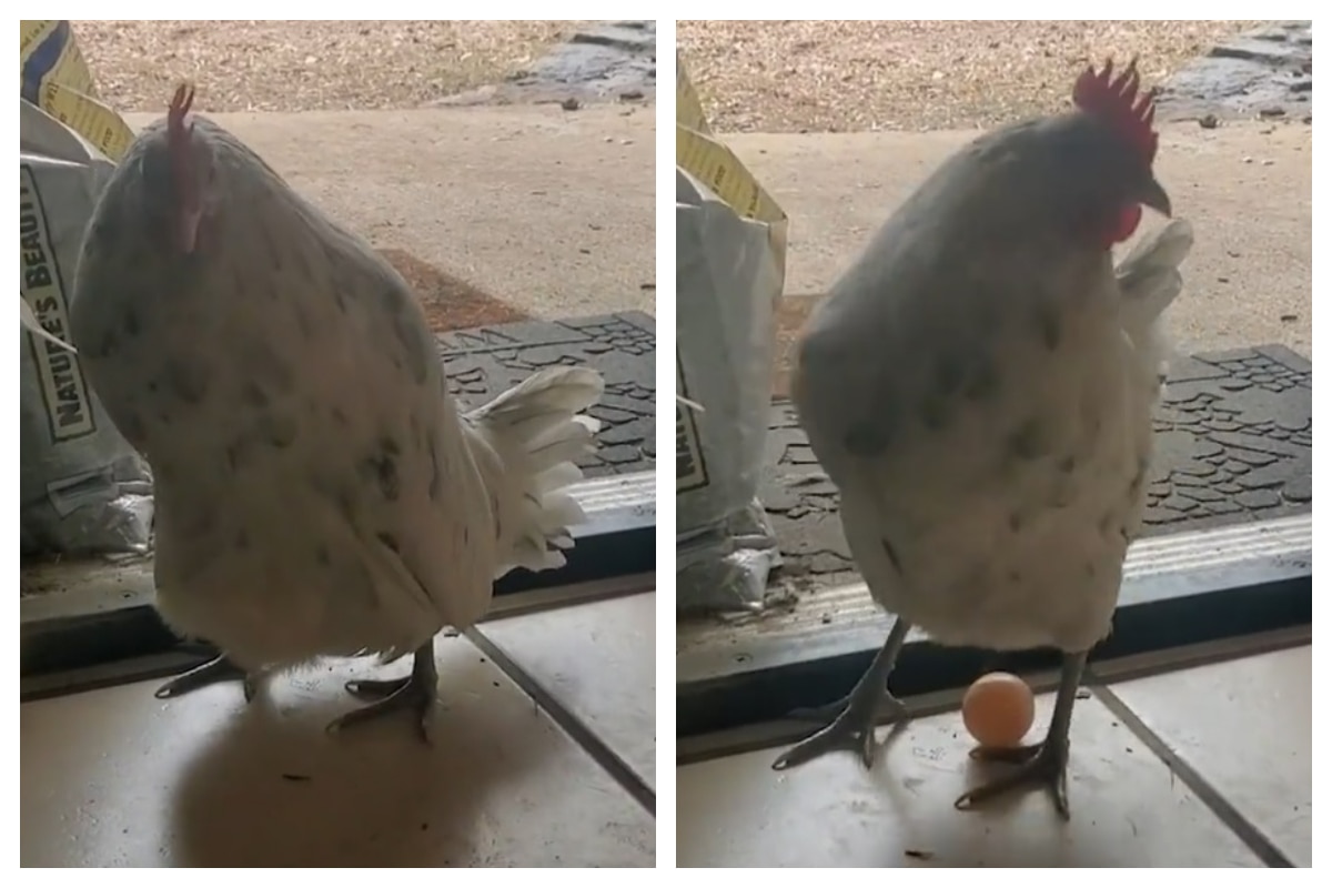 Freshest Egg You Can Get Delivered Right At Your Doorstep Watch Viral