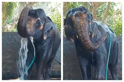 Hathi Ki Xxx Video Animal Xxx Video - Viral Video: Aatmnirbhar Hathi! Elephant Takes Refreshing Bath On Its Own