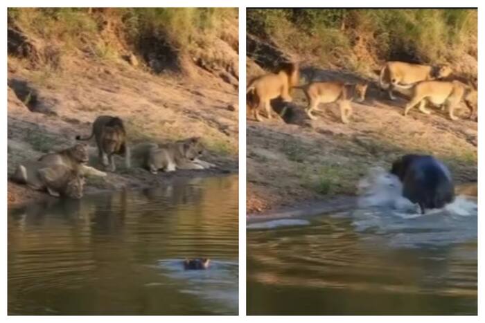 Viral Video: Lions Are Relaxing Near Lake, Angry Hippopotamus Spoils ...