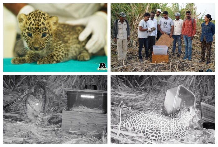 WHAT IS FEMALE LEOPARD CALLED IN MARATHI visual data 6