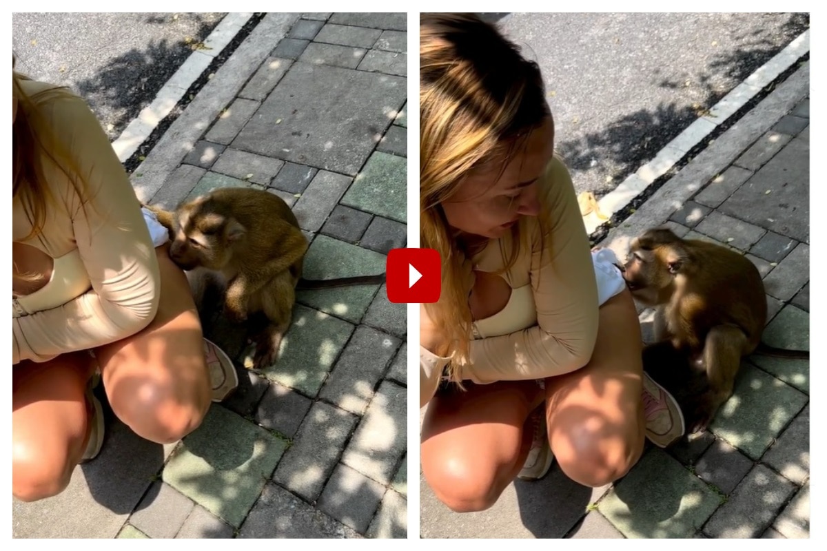 Viral Video, Monkey, Girl, Cute, Monkey And Woman, viral news, viral news today, viral new song, viral news india, viral video news, viral video, viral video dance, viral videos today, viral video funny, viral video youtube, latest viral video