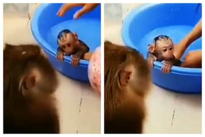 Viral Video: Girl Gives Baby Monkey A Bath As Its Mother Watches, Internet  Is Floored