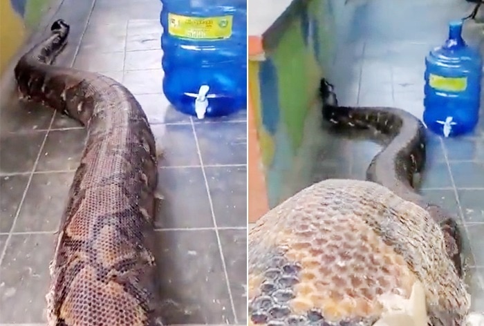 giant anaconda eats man alive