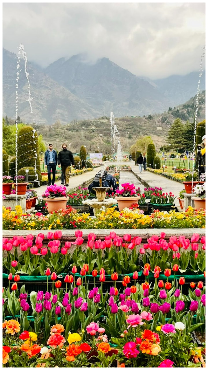 Asia's Largest Tulip Garden Opens For Visitors In Srinagar