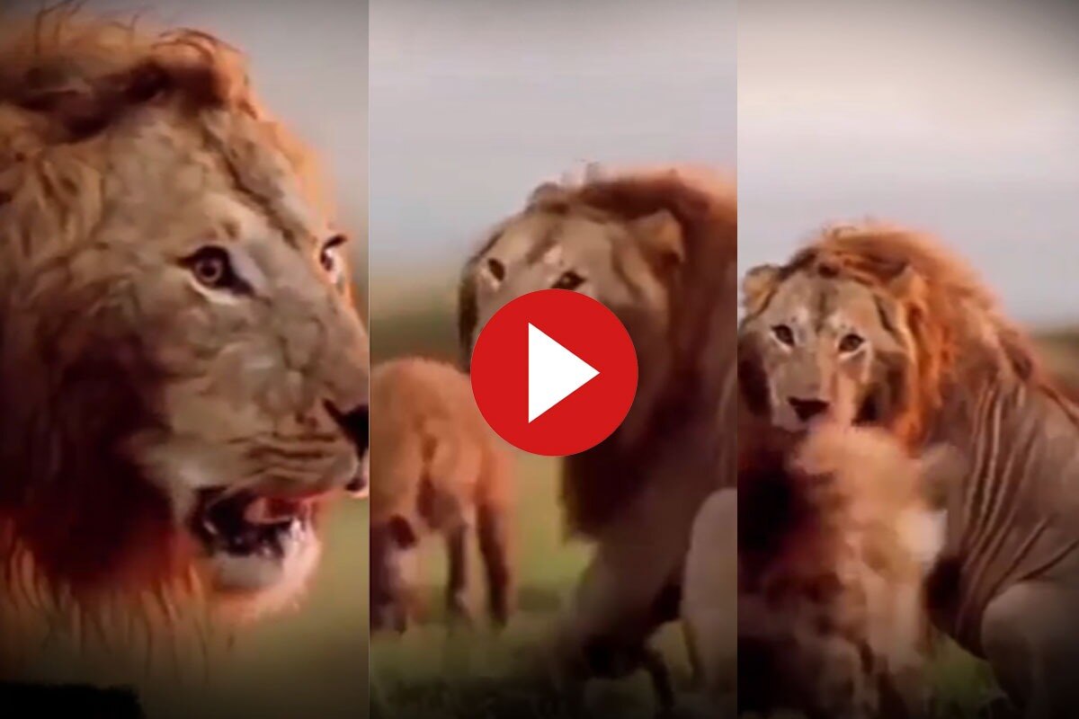 Animal Attack Video: शेर को नोंच नोंचकर खाने लगे लकड़बग्घे, हिलाकर ना रख दे आगे का नजारा तो कहना | देखें ये वीडियो Animal Attack Video: शेर को नोंच नोंचकर खाने लगे लकड़बग्घे, हिलाकर ना रख दे आगे का नजारा तो कहना | देखें ये वीडियो