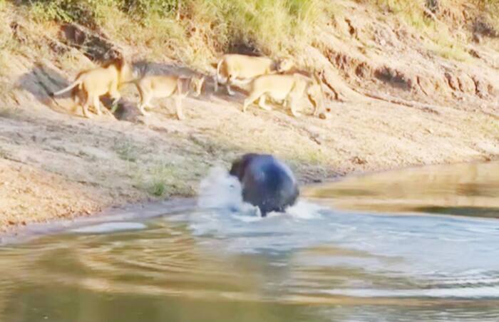 Sher-Aur Genda Ki Ladai
