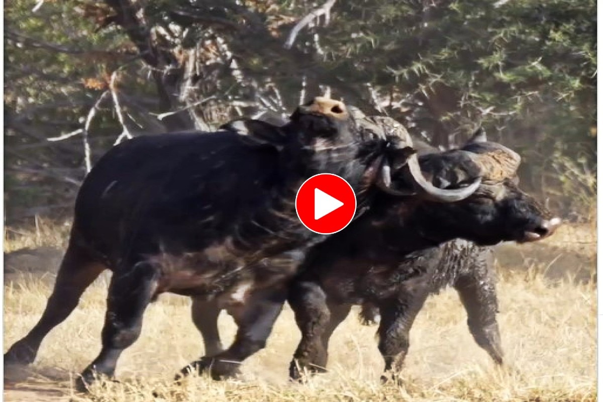 Buffalo Fight Video: लड़ाई में अटक गई भैंसों की सींगे, फिर जो हुआ ...