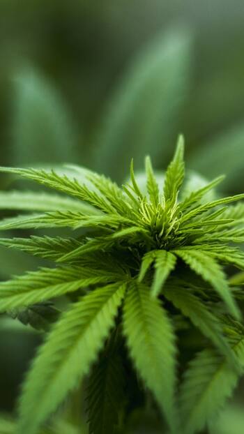 6 Countries Where You Can Smoke Weed Legally