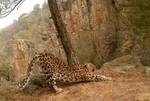 Viral Animal Video: Leopard Performs Surya Namaskar, Internet Says ‘Yoga Se Hi Hoga’- WATCH