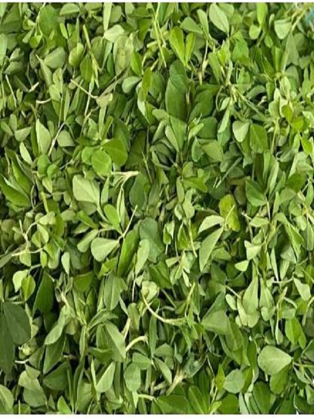 Methi Ke Labh मेथी होती है गुणकारी, कई रोगों को कंट्रोल करने में होती