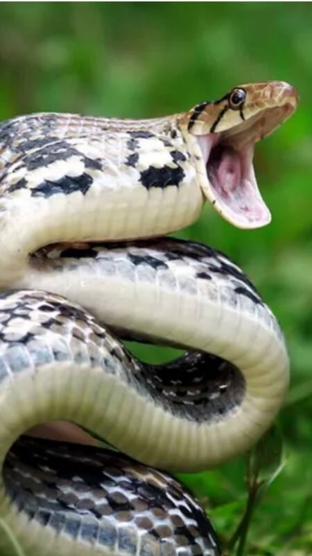 9 of the World's Deadliest Snakes