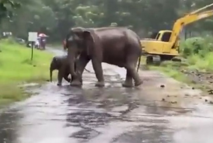 Viral Animal Video: Mommy Elephant Reunites With Her Calf After 3 Hours ...