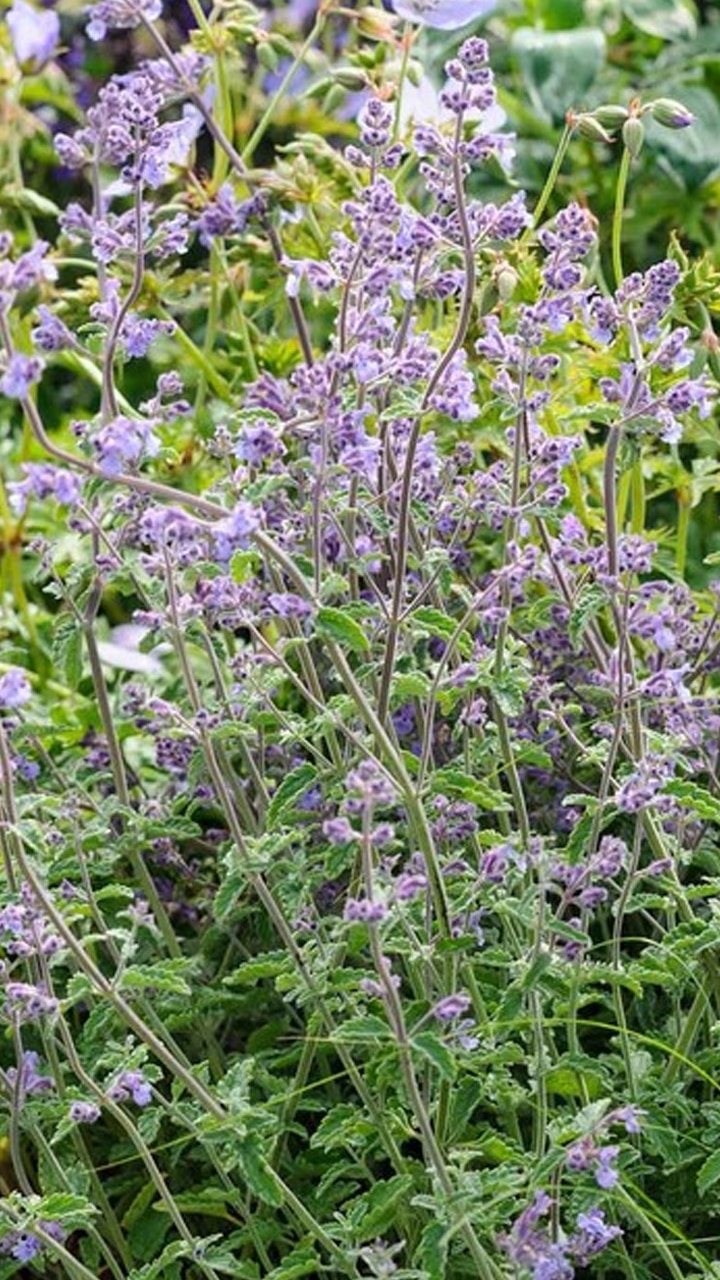 7 Plants That Keep Mosquitoes Away