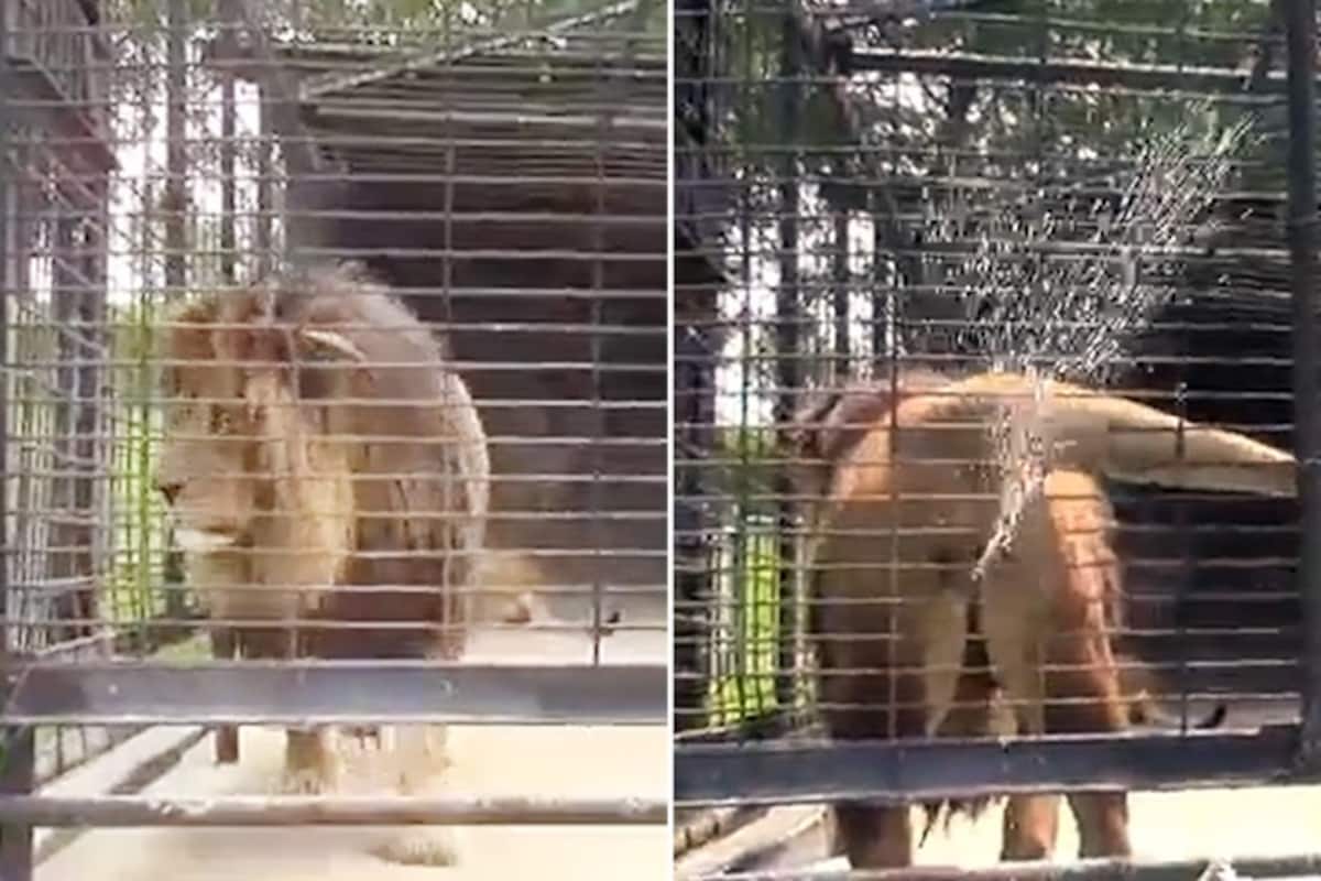 Visitors Tease Caged Lion Its Retaliation Is Worth Billion Likes Watch
