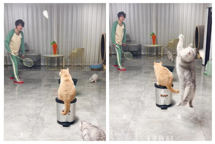 Read more about the article Cats Play Badminton With Human Friend In Viral Video Netizens Are Impressed Watch