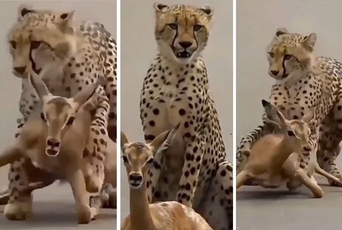 Read more about the article Cheetah Displays Strange Behaviour After Grabbing Deer Watch
