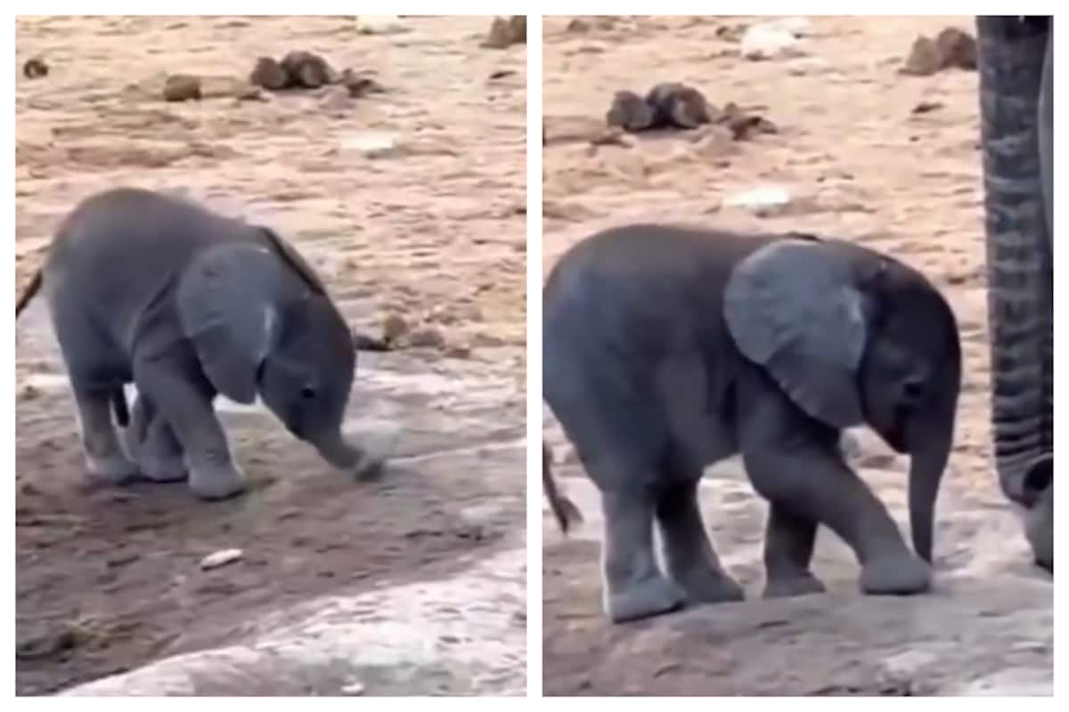 Cuteness Alert! Newborn Baby Elephant Is Confused About Its Trunk ...