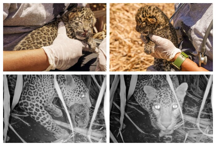 Read more about the article 15 Day Old Baby Leopard Stranded In Pune Happily Reunited With Mother