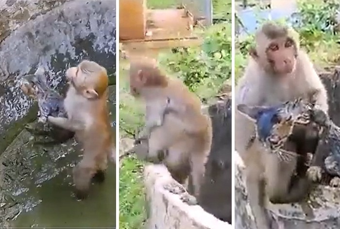 Monkey, Kitten, Viral Video, viral news, viral news today, viral new song, viral news india, viral video news, viral video, viral video dance, viral videos today, viral video funny, viral video youtube, latest viral video