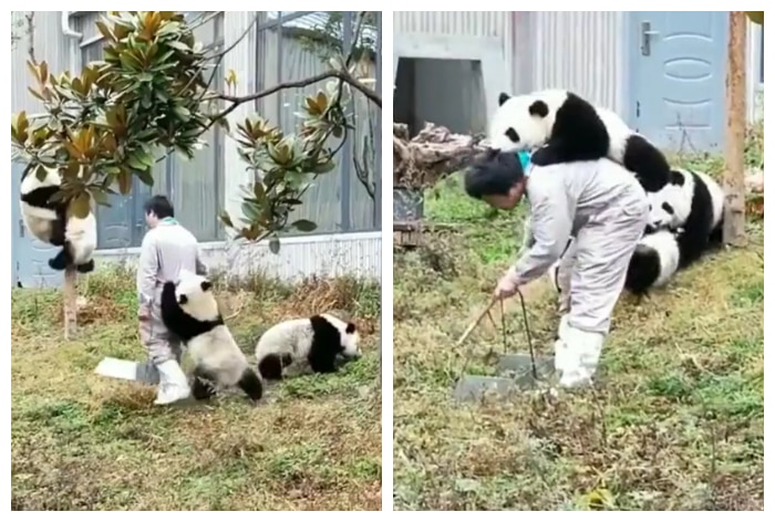 pandas-and-their-nanny-youtube