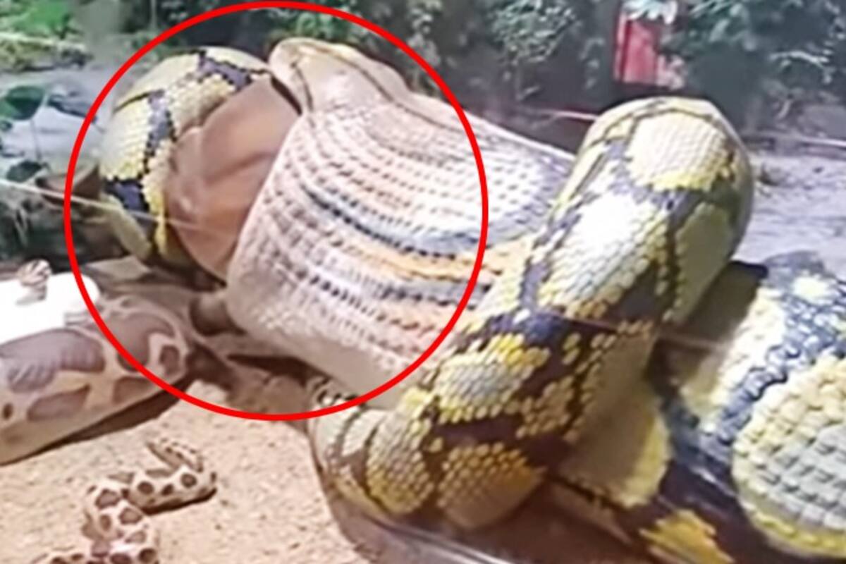 longest snake in the world video