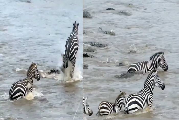 Hundreds Of Zebras Jump Into River Full Of Crocodiles Start ...