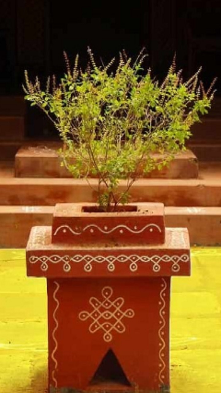Tulsi Ke Niyam: घर में लगा है तुलसी का पौधा तो न करें ये गलती