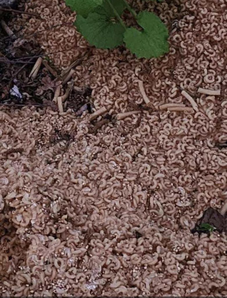 The Noodle Mystery Hundreds Of Tons Of Pasta Found Dumped In New