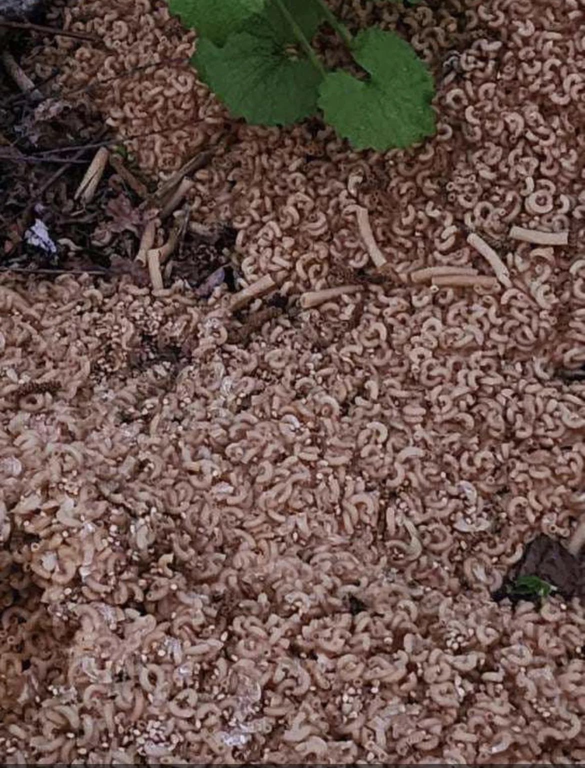 The Noodle Mystery Hundreds Of Tons Of Pasta Found Dumped In New