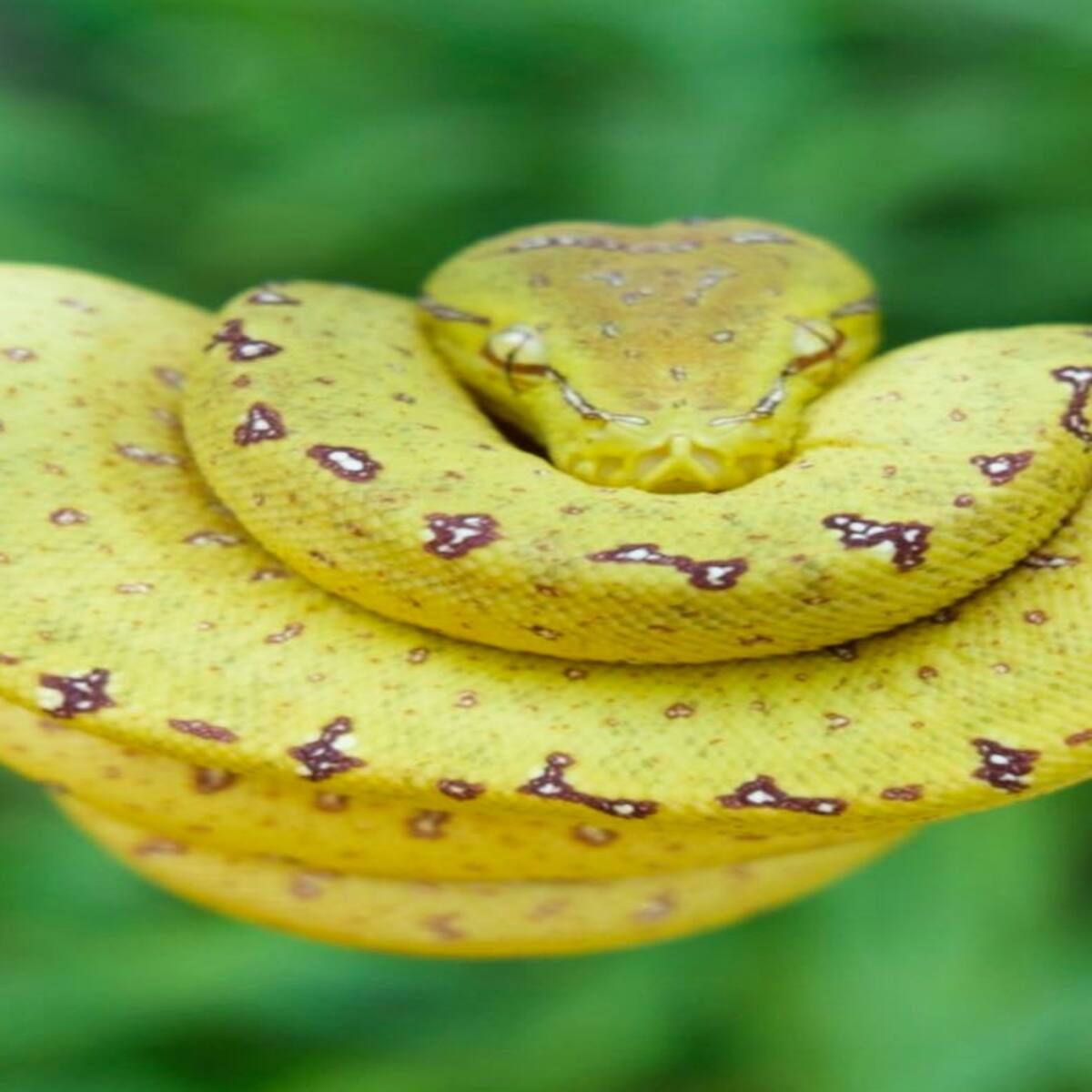 10 Most Beautiful Snakes in The World
