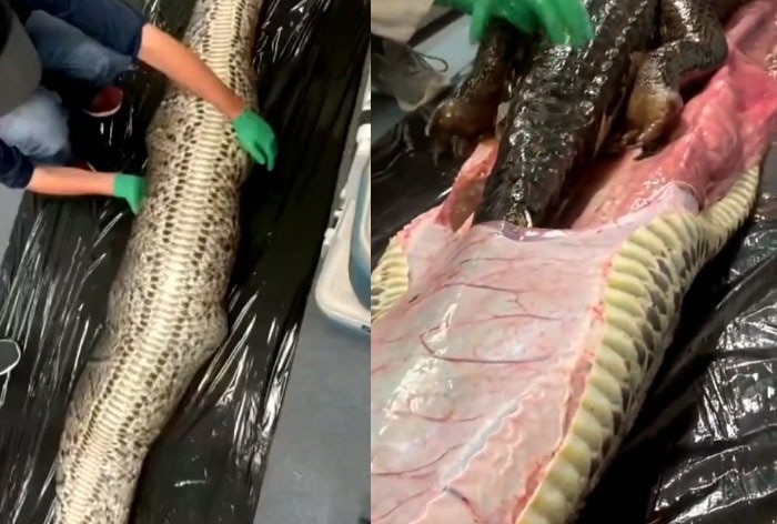 Burmese Python Swallows 5 Foot Alligator Regrets It Badly Watch